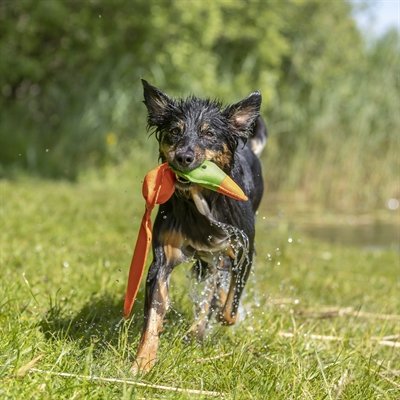 Hond brokken