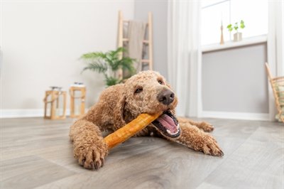 Hond brokken