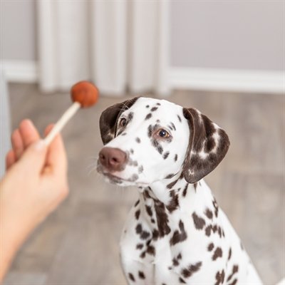 Hond brokken