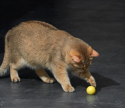 Eti Dynamische Speelbal Kat Assorti - Image 3