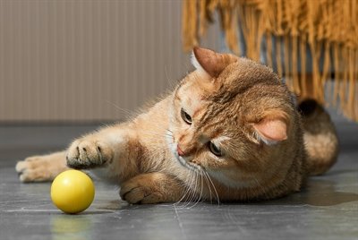 Eti Dynamische Speelbal Kat Assorti - Image 4