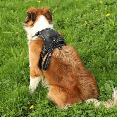 Hond brokken