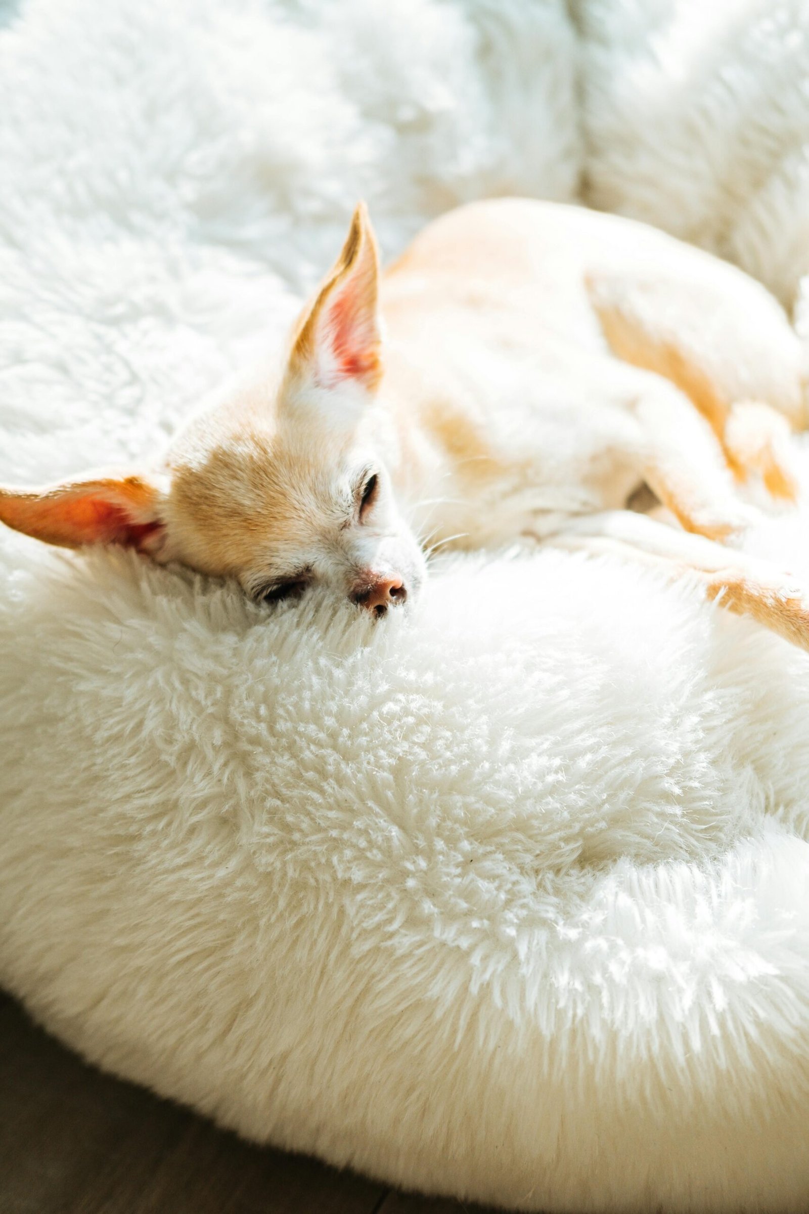 Hond brokken