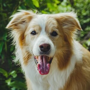 Hond
