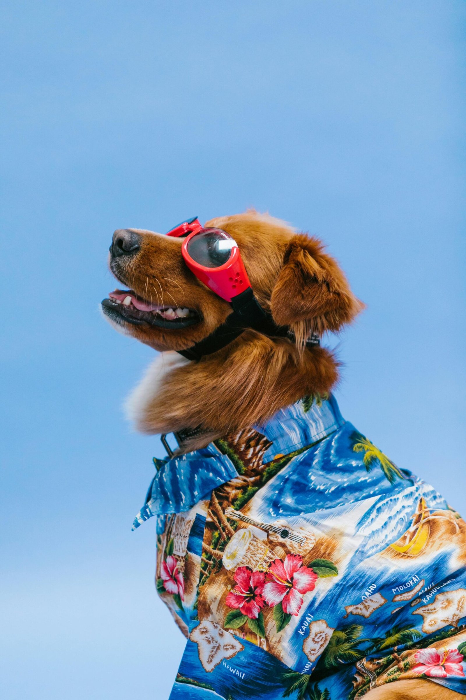Hond brokken