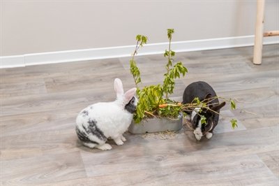 Trixie Voederruif Keramiek / Hout Grijs - Image 8