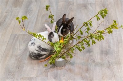 Trixie Voederruif Keramiek / Hout Grijs - Image 9