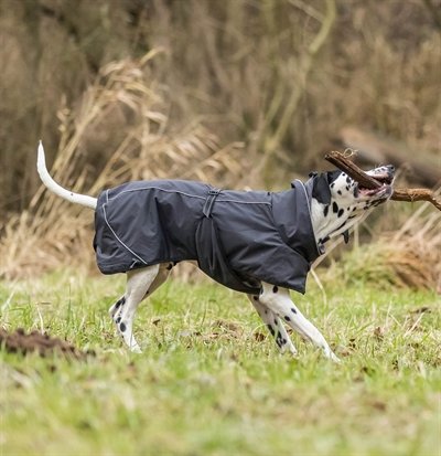 Hond brokken