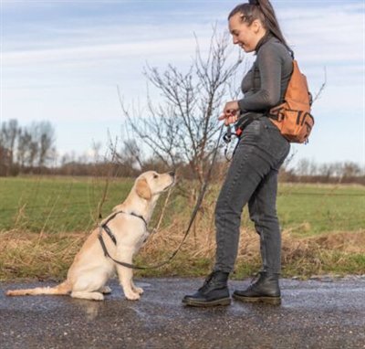 Hond brokken