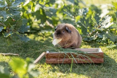 Trixie Voederblad Schorshout - Image 5