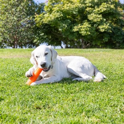 Chuckit Super Crunch Stick - Image 5