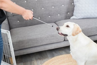 Trixie Dog Activity Target Stick Aanwijsstok Assorti 14-65 Cm - Image 10