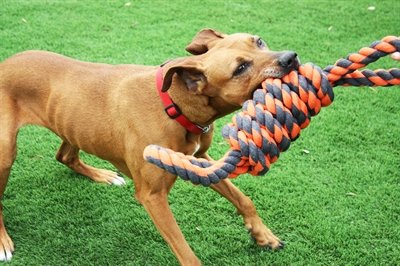 Happy Pet Nuts For Knots Extreme Spoel 8 Vorm Tugger Grijs / Oranje 55X11X11 Cm - Image 2