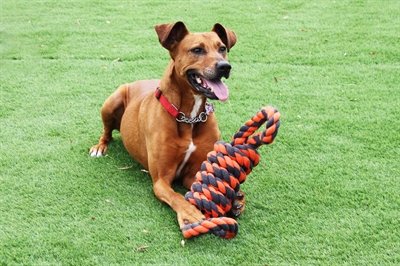 Happy Pet Nuts For Knots Extreme Spoel 8 Vorm Tugger Grijs / Oranje 55X11X11 Cm - Image 4