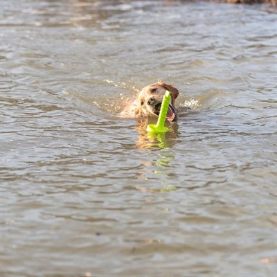 Trixie Dog Activity Mot-Aqua Apporteer Dobber Limegroen 29 Cm - Image 3