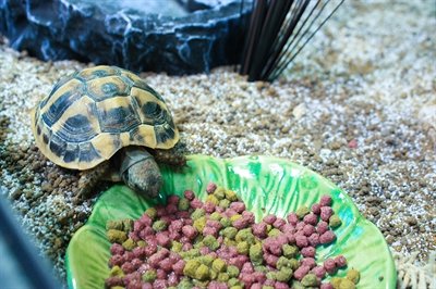 Happy Pet Voerbak Green Leaf Groen - Image 2