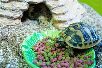Happy Pet Voerbak Green Leaf Groen - Image 3