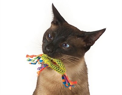 Catstages Catnip Dental Health Chew - Image 4