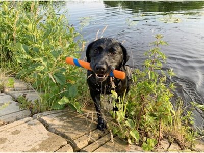 Chuckit Ultra Fetch Stick - Image 3