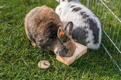 Trixie Snack Box Voor Ratten En Konijnen Hout 14X3X7 Cm - Image 5