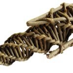 Nature First Happy Pet Knaagspeeltje Mais Wilg 16X5X5 Cm